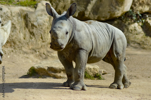 Young rhinoceros on a rock background