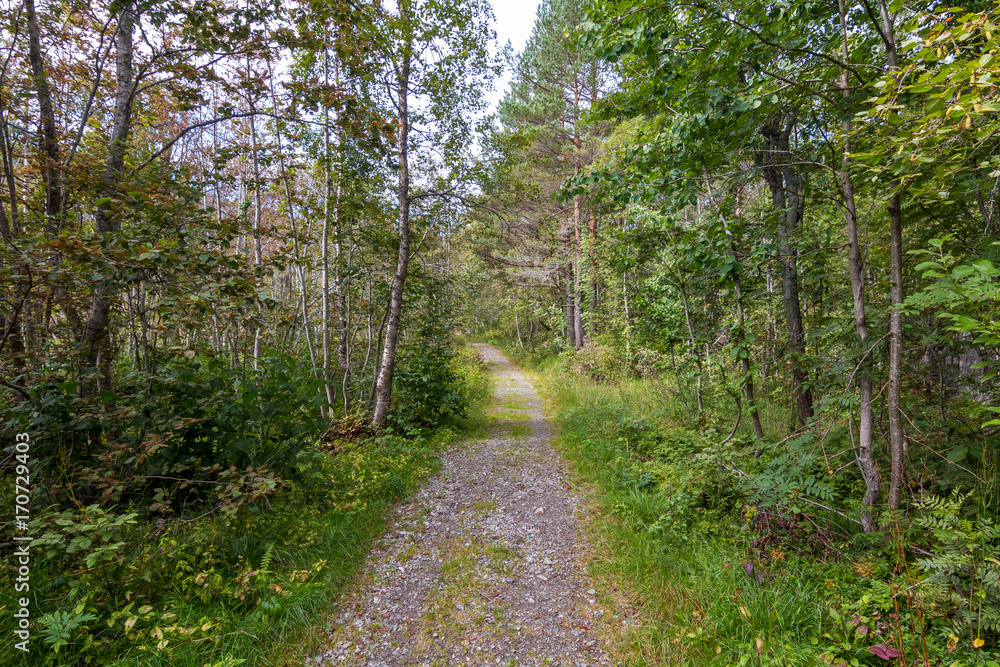 Fototapeta premium a path in a forest in Norway