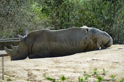 Young rhinoceros and mum on a rock