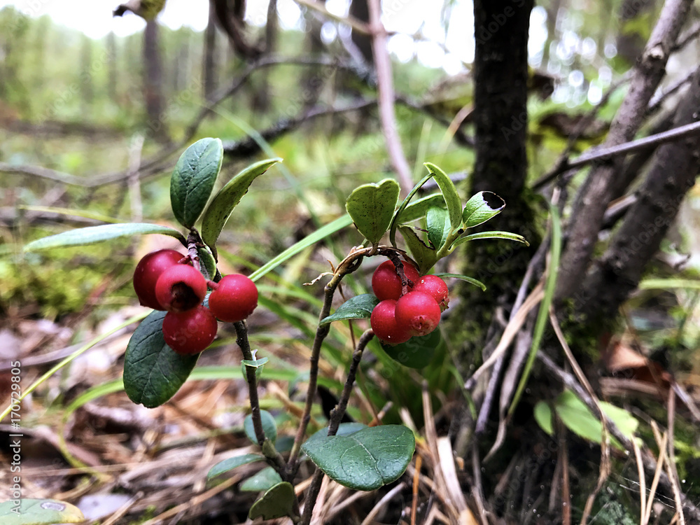 Obraz premium Bush berry cranberries in the forest.