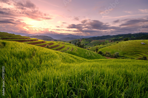Beautiful step of rice terrace paddle field in sunset at Chiangmai  Thailand. Chiangmai is beautiful in nature place in Thailand  Southeast Asia. Travel concept.