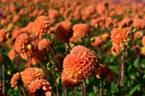 Fototapeta Naklejka Na Ścianę i Meble -  Orange ball dahlias