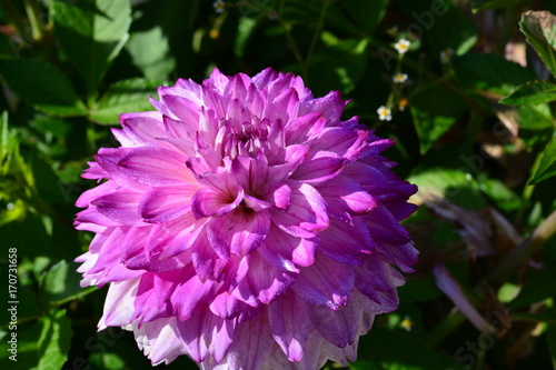 Fototapeta Naklejka Na Ścianę i Meble -  Purple dahlias