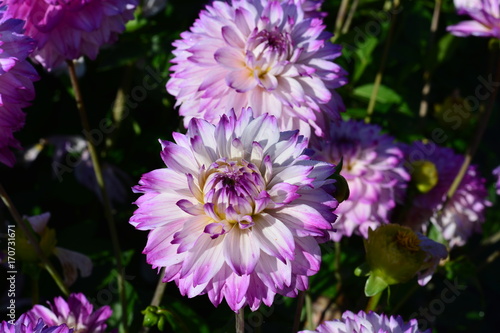 Fototapeta Naklejka Na Ścianę i Meble -  Purple dahlias