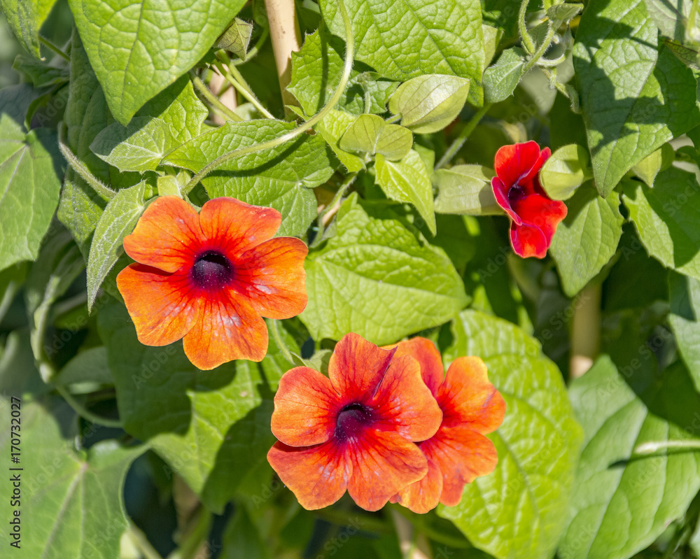 custom made wallpaper toronto digitalBlack-eyed Susan vine