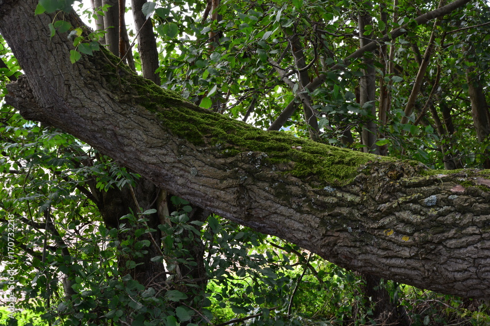 Obraz premium Tree with moss grown onto it in a forest