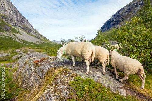 Flock of sheep grazing on the hills of the mountains. Norway