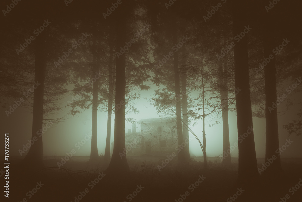 Fototapeta premium ponury las z mgłą i domem