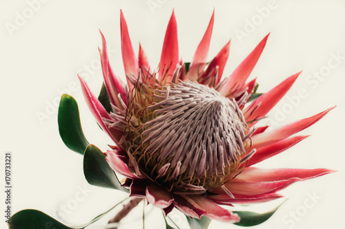 Photos Pink King Protea on Cream Background