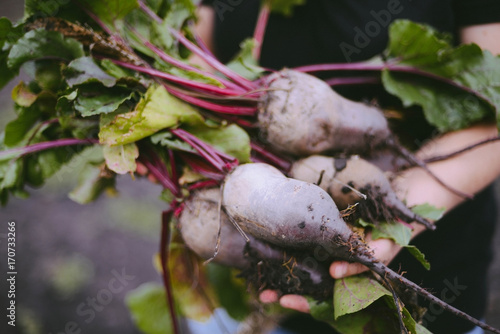 Farmer hands in gloves holding a bunch of freshly harvested beetroots and a garden spade
