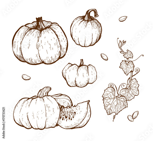 Pumpkin vector drawing set.
