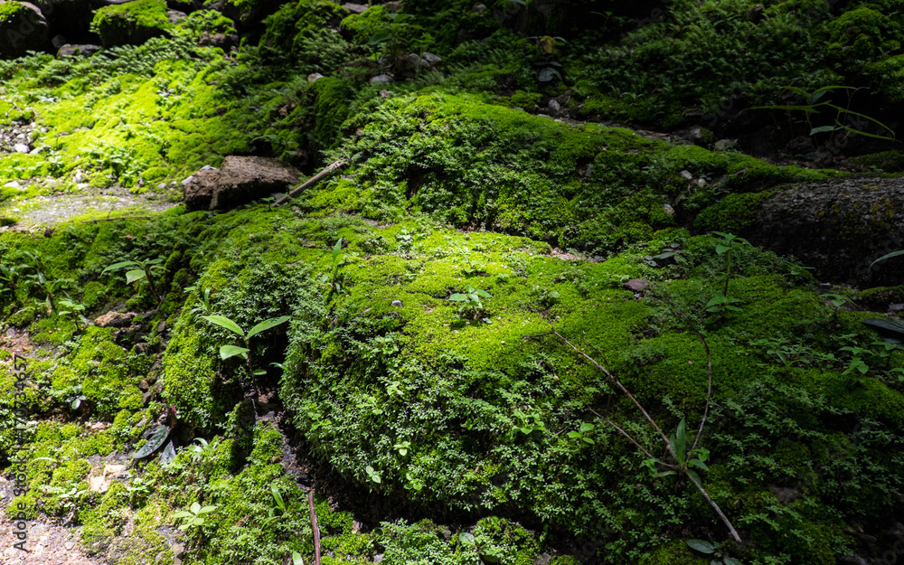 Moss occurs in places with high humidity is waterfall