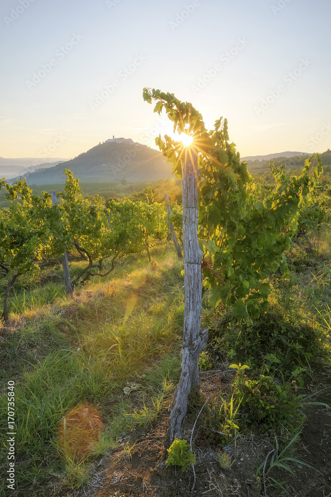 Fototapeta premium Motovun, Kroatien