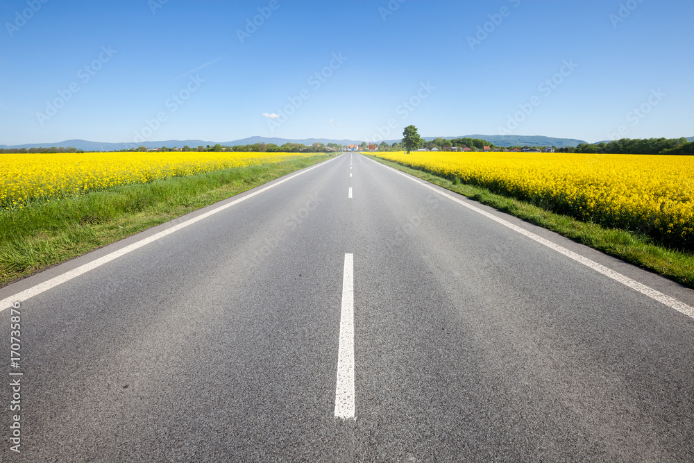 Fototapeta premium Droga asfaltowa wśród letniego pola