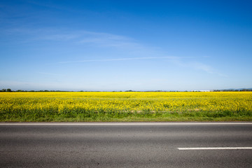 Asphalt road among the summer field