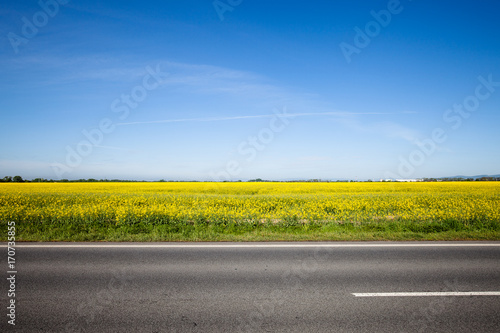Slika na platnu Asphalt road among the summer field