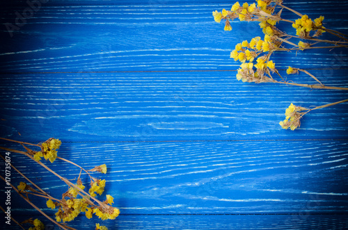 Dry yellow flowers forming a frame on a bright blue wooden background with dark edges (with copy space in the center for your text)