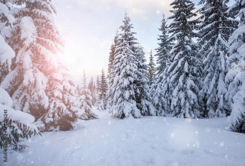 Winter mountain snowy forest Winter mountain snowy forest