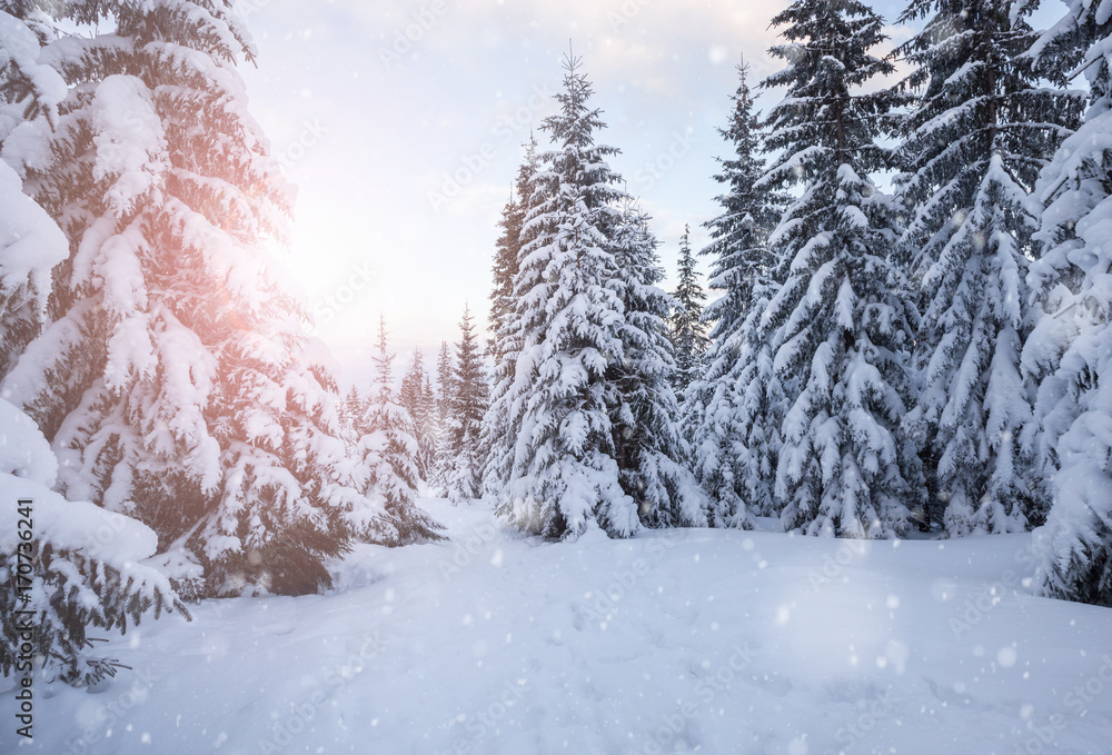 Winter mountain snowy forest