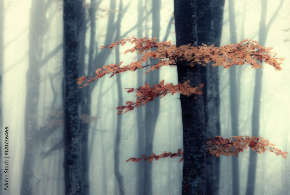 Fototapeta Autumn foggy forest