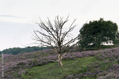 Blooming purple pink  heather with tree in Posbank National Park,Netherlands photo