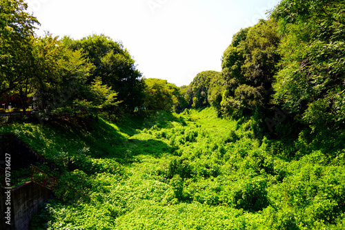 緑の川