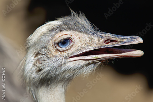 Emu photo