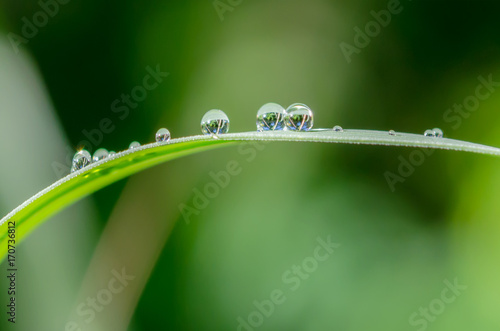 Many drops of water are on green leaves after rain.The background is a natural bokeh.