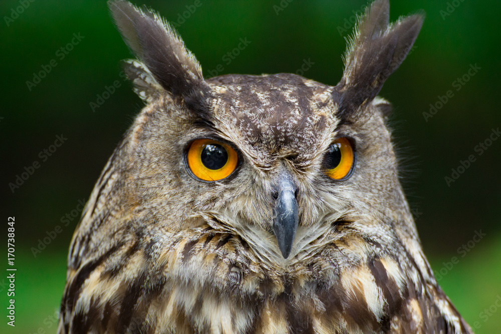 Portrait eagle-owl, bubo bubo Portrait eagle-owl, bubo bubo