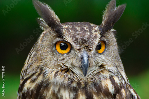 Portrait eagle-owl  bubo bubo