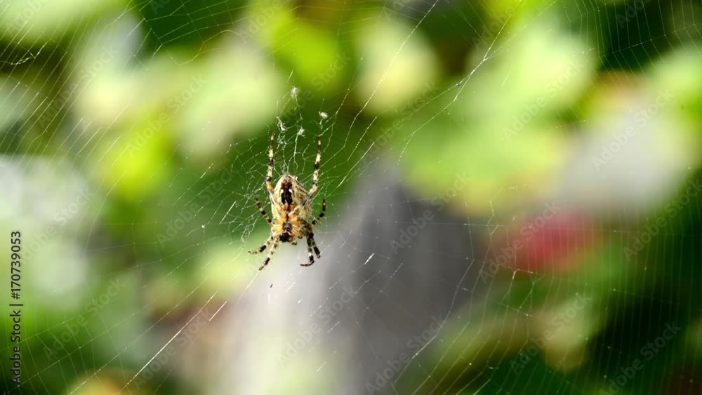Spider waiting in the web Spider waiting in the web
