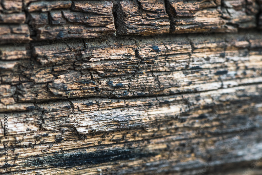 Fototapeta premium Textured rough wood