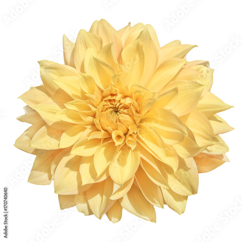 Fototapeta Naklejka Na Ścianę i Meble -  yellow dahlia  for bouquet design