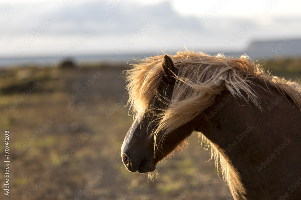 portrait icelandic horse in sunset, iceland