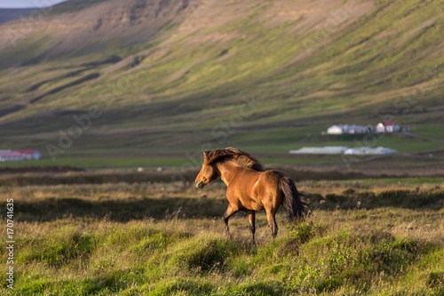 Icelandic horses in sunset  iceland