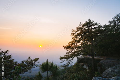 The silhouette of pine tree with sunset scene in Phu Kradung National park, Thailand.