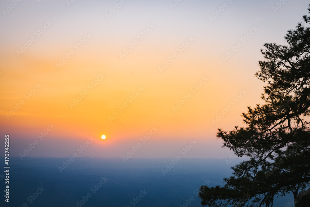 The silhouette of pine tree with sunset scene in Phu Kradung National park, Thailand.