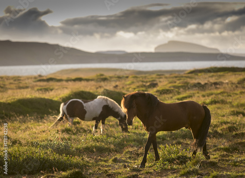 two Icelandic horses in sunset, iceland photo