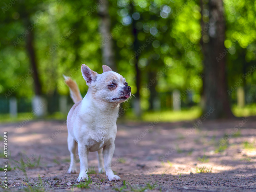 Chihuahua plays in the yard Chihuahua plays in the yard