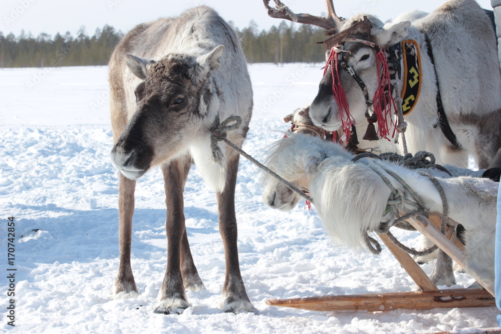 Naklejka premium northern reindeer