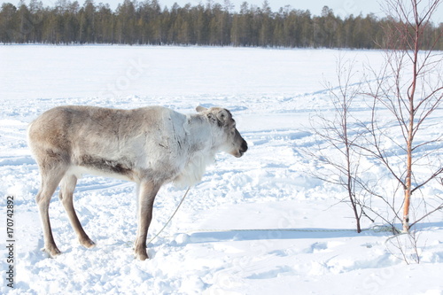 northern reindeer