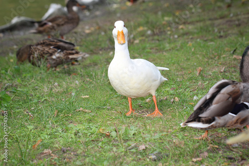 Weiße Ente zwischen Stockenten