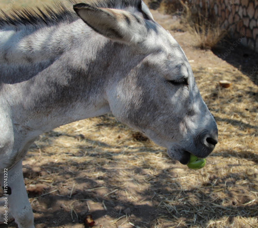 Fototapeta premium Esel mit Apfel