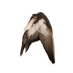 Real wild duck bird wing angel brown white background 