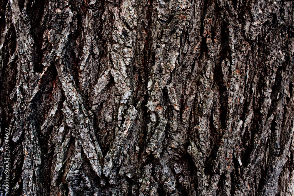 A rough tree bark close-up, with a beautiful pattern. A rough tree bark close-up, with a beautiful pattern.