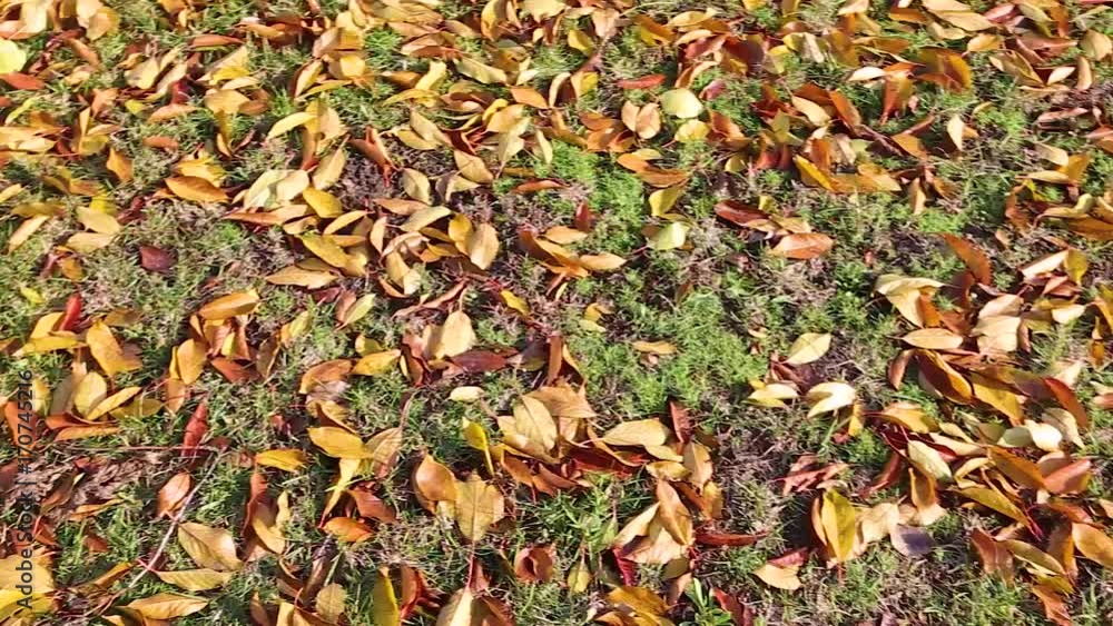 yellow autumn leaves on the grass, the beginning of the golden autumn yellow autumn leaves on the grass, the beginning of the golden autumn