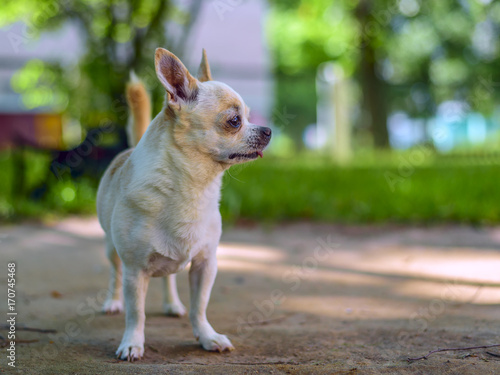 Chihuahua plays in the yard