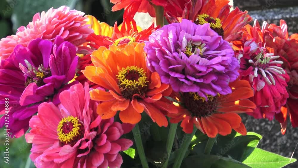 Bright bouquet of multi colored zinnia flowers. A zinnia bouquet of just cut flowers
Bright bouquet of multi colored zinnia flowers. A zinnia bouquet of just cut flowers