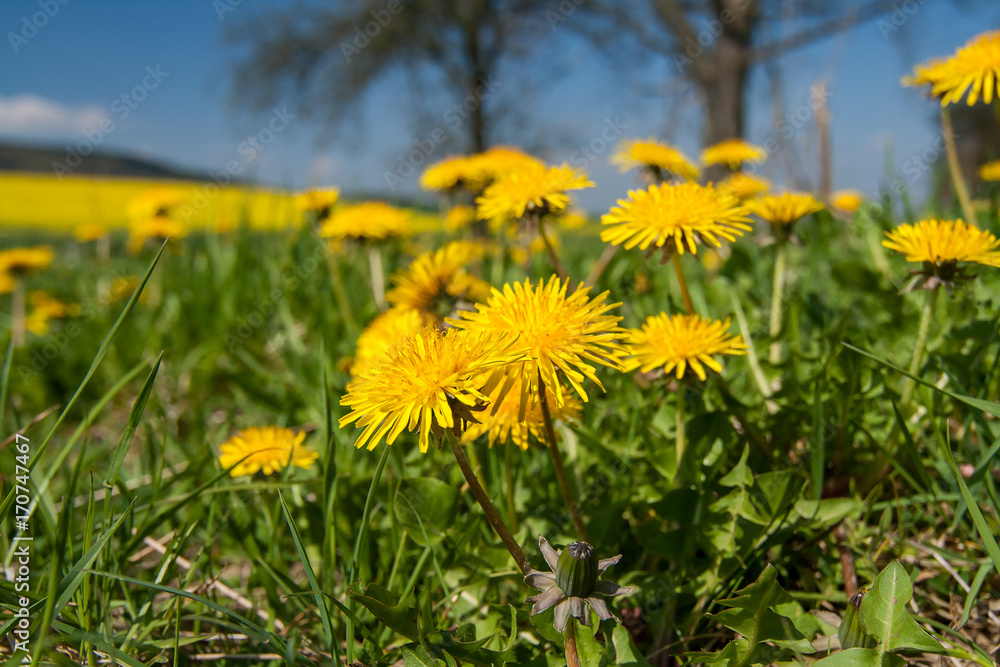 Löwenzahn auf einer Wiese im Frühling Löwenzahn auf einer Wiese im Frühling