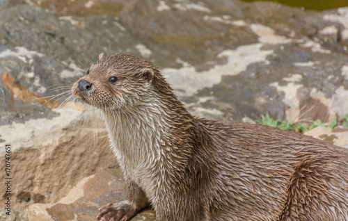 Photograph of a pair of otters